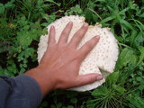 Amanita muscaria var. alba image