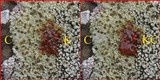 Acarospora placodiiformis image