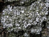 Phaeophyscia hispidula image