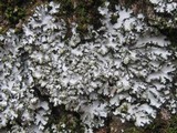 Phaeophyscia hispidula image