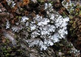 Phaeophyscia hispidula image