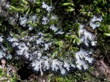 Phaeophyscia hispidula image