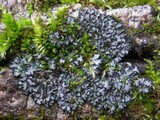 Phaeophyscia hispidula image