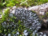 Phaeophyscia hispidula image