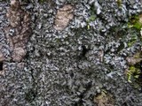 Phaeophyscia hispidula image