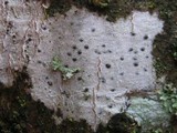 Pyrenula laevigata image