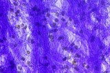 Psilocybe subaeruginascens image
