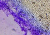 Psilocybe subaeruginascens image