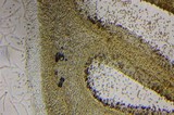 Psilocybe subaeruginascens image