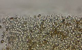 Psilocybe subaeruginascens image