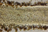Psilocybe subaeruginascens image
