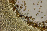 Psilocybe subaeruginascens image