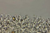 Psilocybe subaeruginascens image