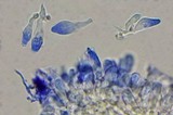Psilocybe subaeruginascens image