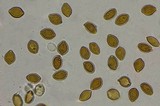 Psilocybe subaeruginascens image