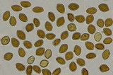 Psilocybe subaeruginascens image