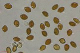 Psilocybe subaeruginascens image