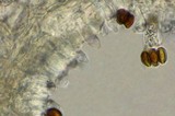 Psilocybe subaeruginascens image