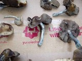 Psilocybe subaeruginascens image