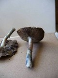 Psilocybe subaeruginascens image