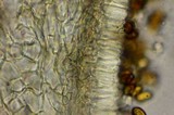 Psilocybe subaeruginascens image