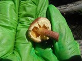 Gymnopilus luteofolius image