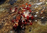 Calostilbella calostilbe image