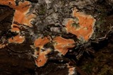 Hypomyces armeniacus image
