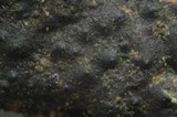 Nemania aenea image