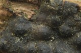 Nemania aenea image