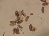 Nemania aenea image