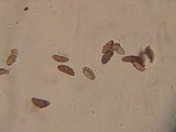 Nemania aenea image