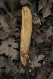 Clavariadelphus occidentalis image
