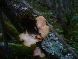 Lentinus suavissimus image