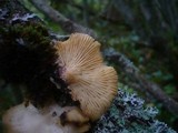 Lentinus suavissimus image
