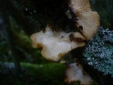 Lentinus suavissimus image