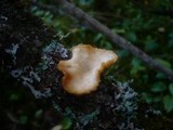 Lentinus suavissimus image
