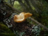 Lentinus suavissimus image