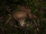 Lycoperdon umbrinum image