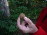 Lycoperdon echinatum image