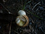Lycoperdon molle image