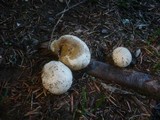 Lycoperdon molle image