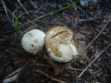 Lycoperdon molle image