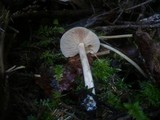 Melanoleuca cognata image
