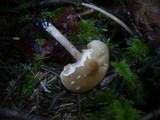 Melanoleuca cognata image
