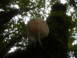 Oudemansiella mucida image