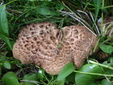 Sarcodon imbricatus image