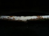 Cabalodontia queletii image