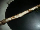 Cabalodontia queletii image