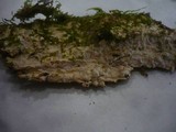 Cabalodontia subcretacea image